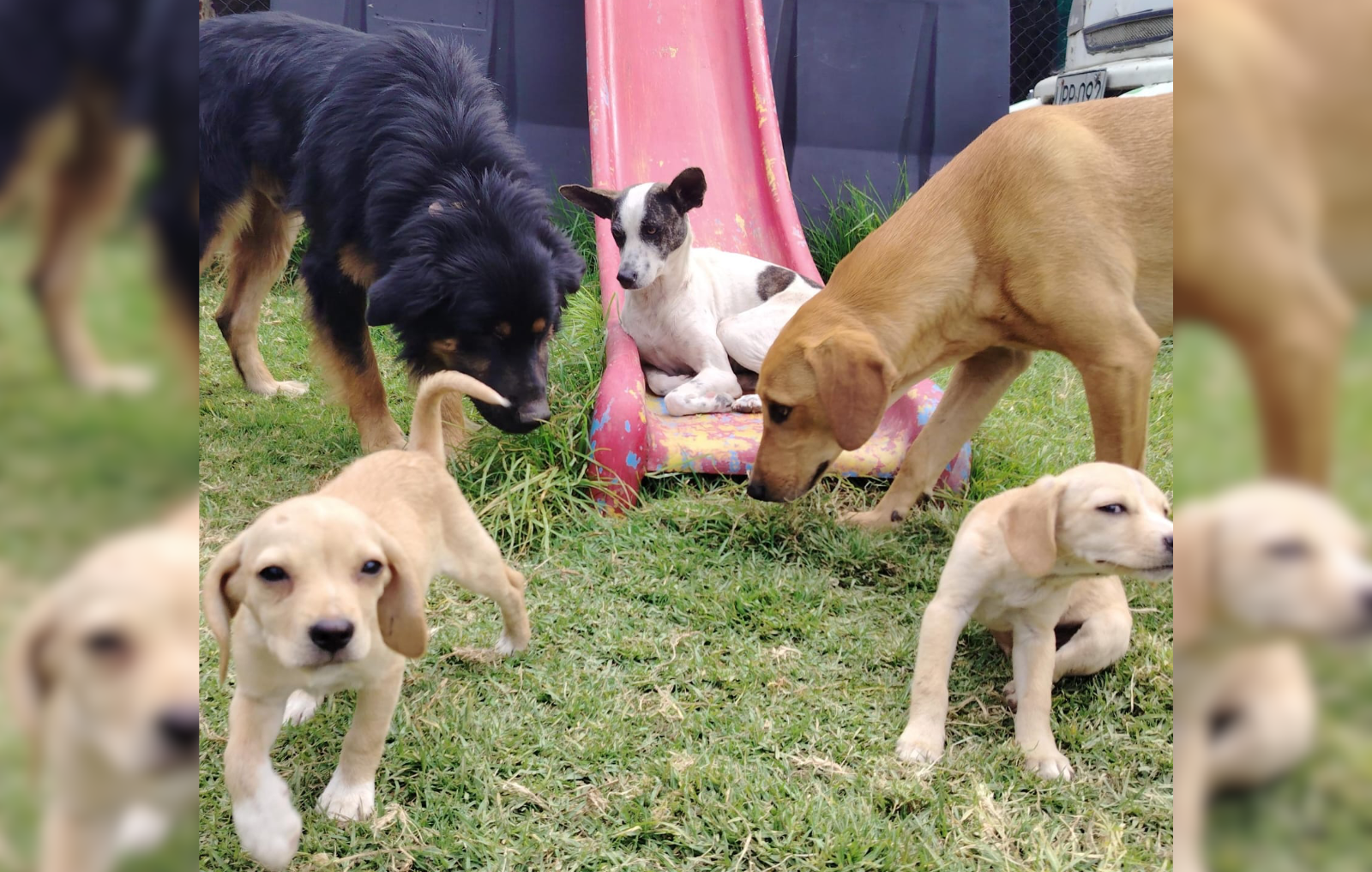 Imágenes de los perros que fueron rescatados del refugio en Fonitbón